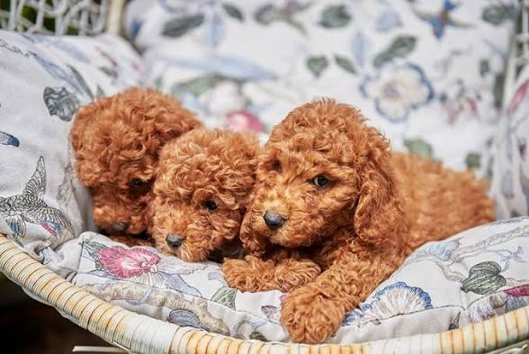 Tre cuccioli di Barboncino toy rosso su poltrona floreale
