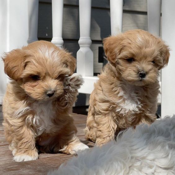 Due cuccioli di maltipoo color albicocca seduti insieme