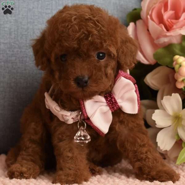 Cucciolo di barboncino toy rosso albicocca con fiocco rosa