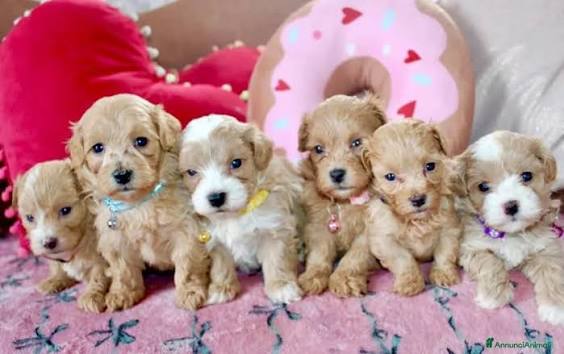 Cucciolata di Maltipoo color crema su cuscini rosa