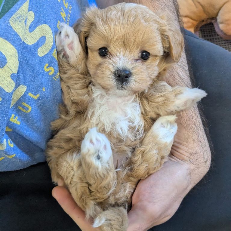 Cucciolo Maltipoo coccolato a pancia in su tra le mani