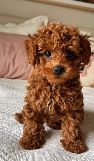 Chiot au pelage bouclé brun-roux, assis sur une couverture blanche